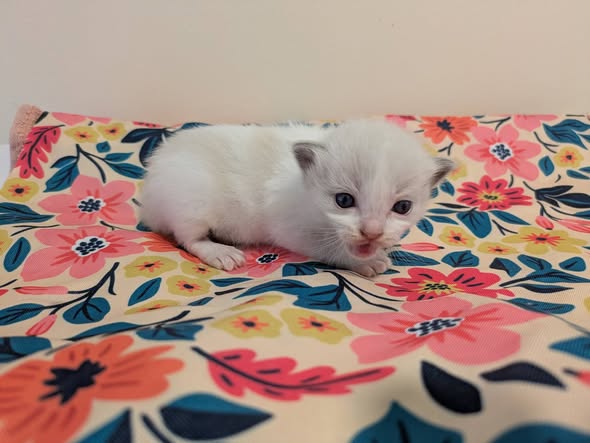 Image de la portée de chaton de l'élévage DE MIDORI NEKO