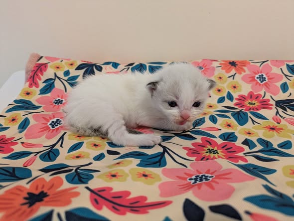 Image de la portée de chaton de l'élévage DE MIDORI NEKO