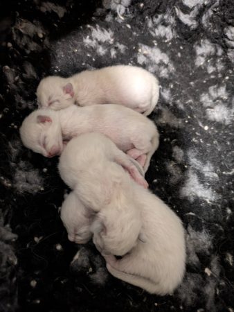 Image de la portée de chaton de l'élévage DE MIDORI NEKO