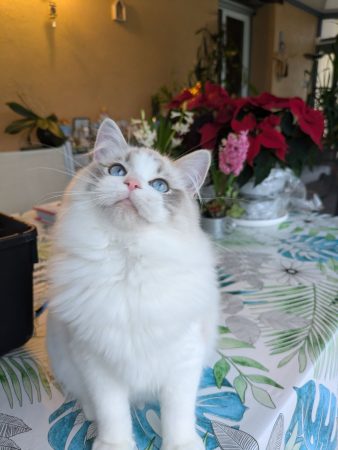 Image de la portée de chaton de l'élévage DE MIDORI NEKO