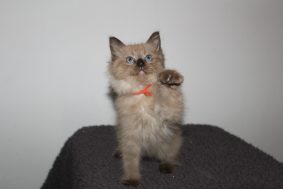Chatons de race Ragdoll à vendre chez l'éleveur DU PARADIS DOLLS