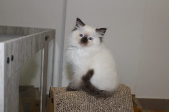Image de la portée de chaton de l'élévage DU PARADIS DOLLS