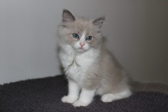 Image de la portée de chaton de l'élévage DU PARADIS DOLLS