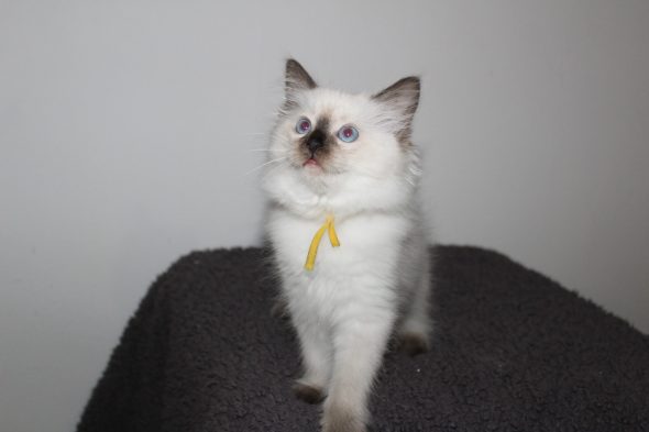 Image de la portée de chaton de l'élévage DU PARADIS DOLLS