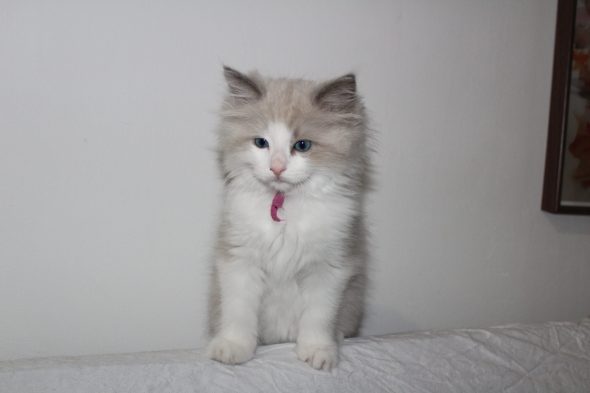 Image de la portée de chaton de l'élévage DU PARADIS DOLLS