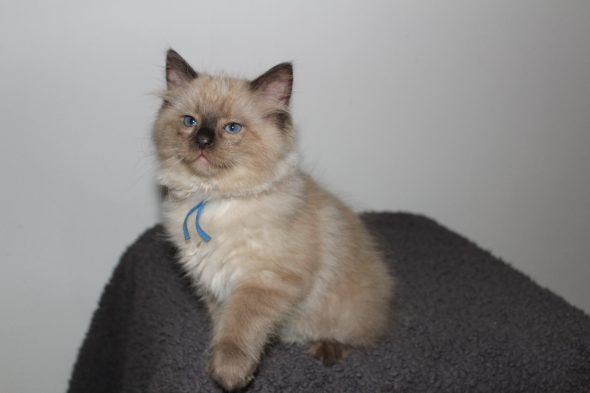 Image de la portée de chaton de l'élévage DU PARADIS DOLLS
