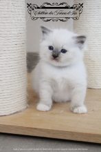 Chatons de race Ragdoll à vendre chez l'éleveur DES TRESORS D&rsquo;ISIS