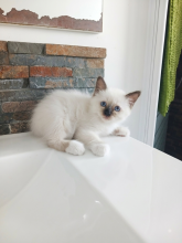 Chatons de race Sacré de Birmanie à vendre chez l'éleveur DU SACRE VENT