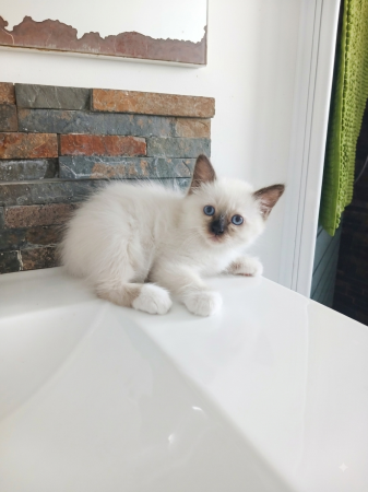 Image de la portée de chaton de l'élévage DU SACRE VENT