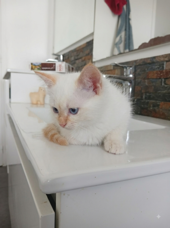 Image de la portée de chaton de l'élévage DU SACRE VENT