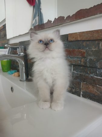 Image de la portée de chaton de l'élévage DU SACRE VENT