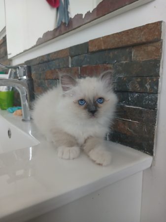Image de la portée de chaton de l'élévage DU SACRE VENT