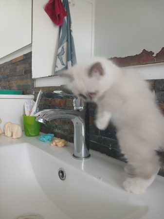 Image de la portée de chaton de l'élévage DU SACRE VENT