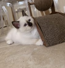Chatons de race Sacré de Birmanie à vendre chez l'éleveur DES COTONS DE SINH