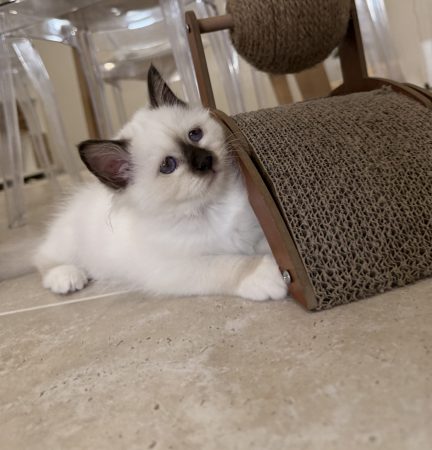 Image de la portée de chaton de l'élévage DES COTONS DE SINH