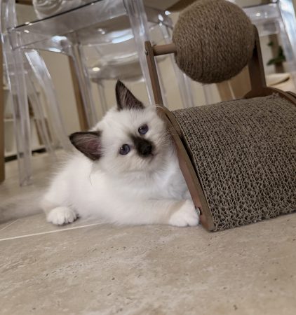 Image de la portée de chaton de l'élévage DES COTONS DE SINH