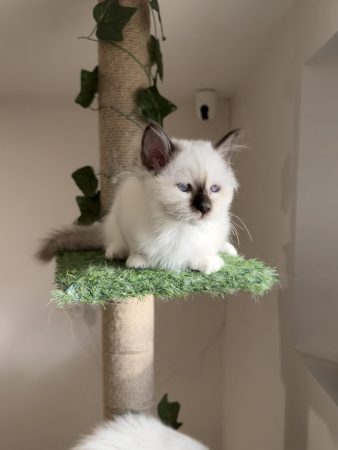 Image de la portée de chaton de l'élévage DES COTONS DE SINH