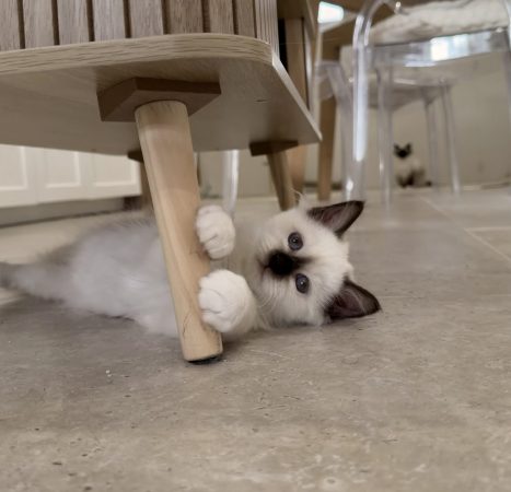 Image de la portée de chaton de l'élévage DES COTONS DE SINH