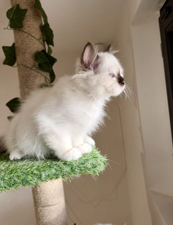 Image de la portée de chaton de l'élévage DES COTONS DE SINH