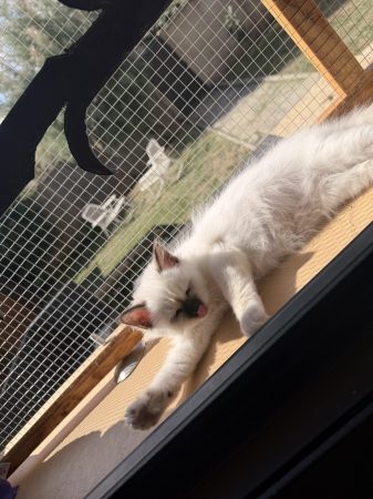Image de la portée de chaton de l'élévage DES COTONS DE SINH