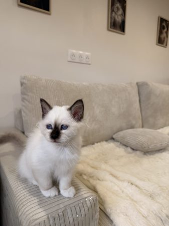 Image de la portée de chaton de l'élévage DES COTONS DE SINH