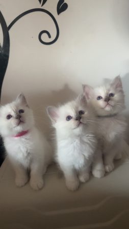 Image de la portée de chaton de l'élévage ARCHE OF LIBERTY