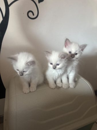 Image de la portée de chaton de l'élévage ARCHE OF LIBERTY