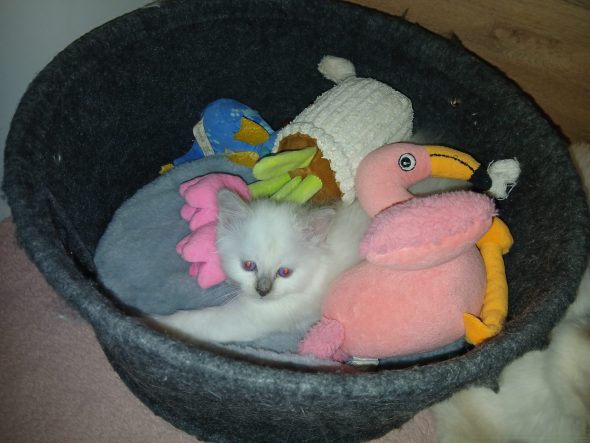 Image de la portée de chaton de l'élévage ARCHE OF LIBERTY