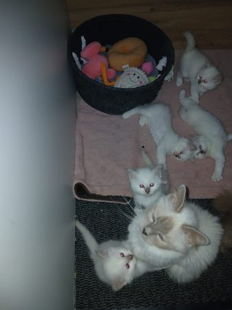 Image de la portée de chaton de l'élévage ARCHE OF LIBERTY