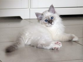 Chatons de race Sacré de Birmanie à vendre chez l'éleveur ROYSTON SPORT