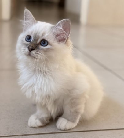 Image de la portée de chaton de l'élévage ROYSTON SPORT