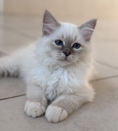 Image de la portée de chaton de l'élévage ROYSTON SPORT