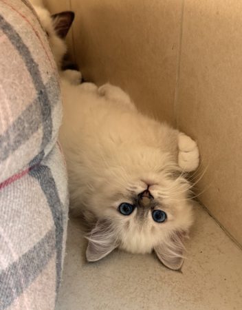Image de la portée de chaton de l'élévage ROYSTON SPORT