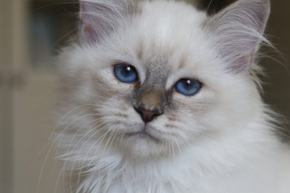 Image de la portée de chaton de l'élévage ROYSTON SPORT