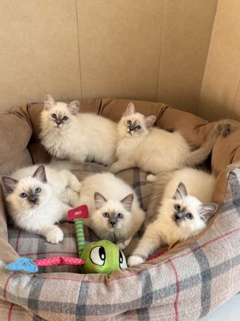 Image de la portée de chaton de l'élévage ROYSTON SPORT