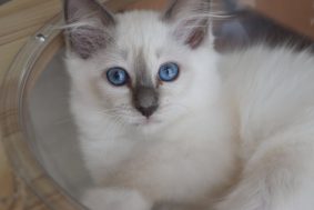 Chatons de race Sacré de Birmanie à vendre chez l'éleveur KER KORRIGS