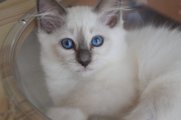 Image de la portée de chaton de l'élévage KER KORRIGS