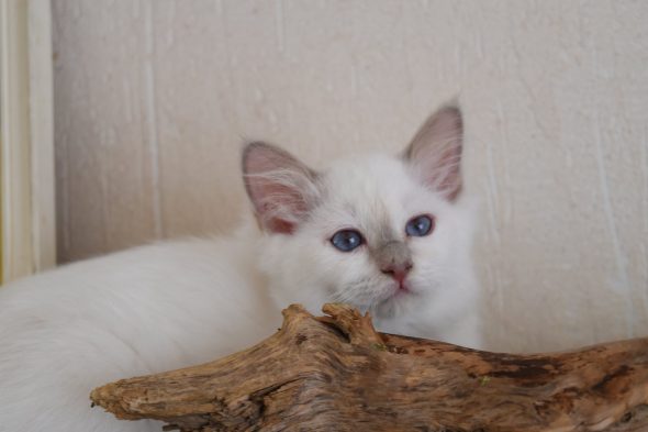 Image de la portée de chaton de l'élévage KER KORRIGS