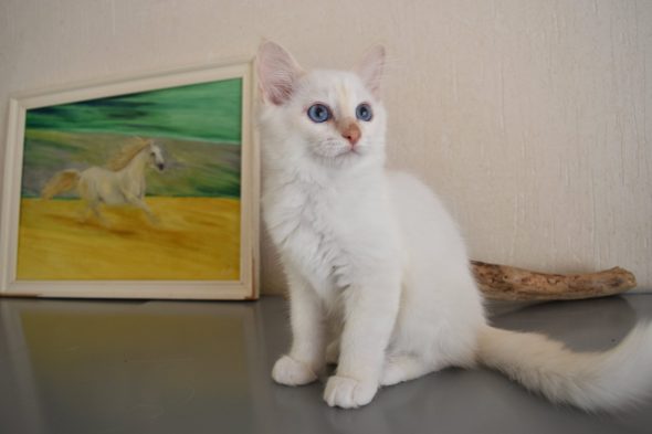 Image de la portée de chaton de l'élévage KER KORRIGS