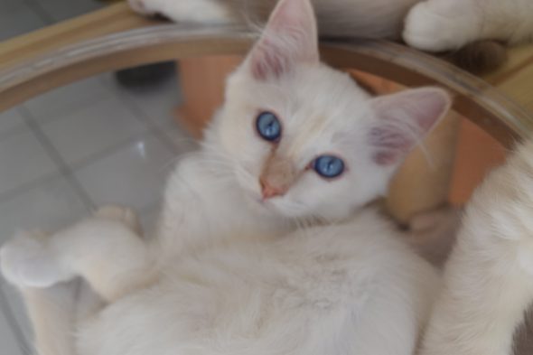 Image de la portée de chaton de l'élévage KER KORRIGS