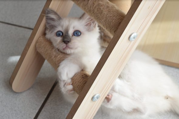 Image de la portée de chaton de l'élévage KER KORRIGS