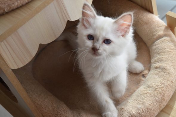 Image de la portée de chaton de l'élévage KER KORRIGS
