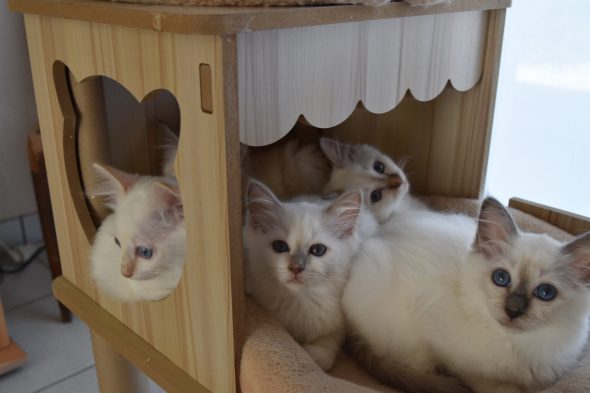 Image de la portée de chaton de l'élévage KER KORRIGS