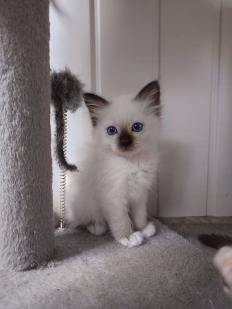 Image de la portée de chaton de l'élévage DU VOLCANIC BENGALS