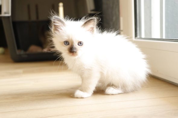 Image de la portée de chaton de l'élévage DU VOLCANIC BENGALS