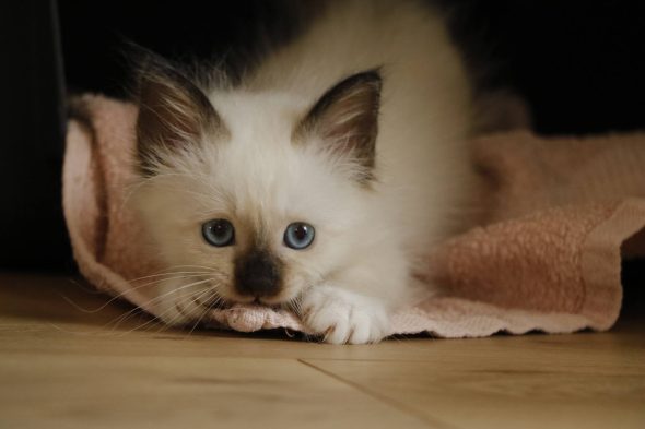 Image de la portée de chaton de l'élévage DU VOLCANIC BENGALS