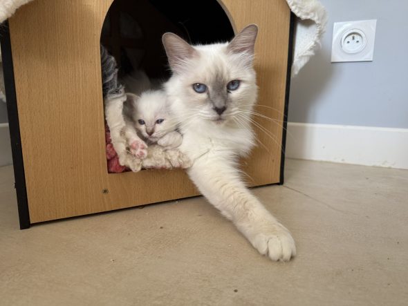 Image de la portée de chaton de l'élévage THOMAS AURELIE