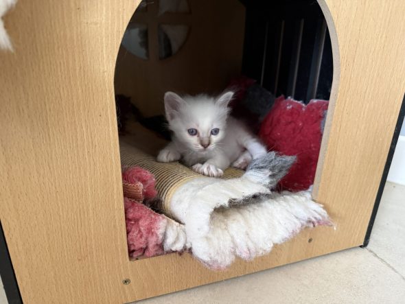 Image de la portée de chaton de l'élévage THOMAS AURELIE