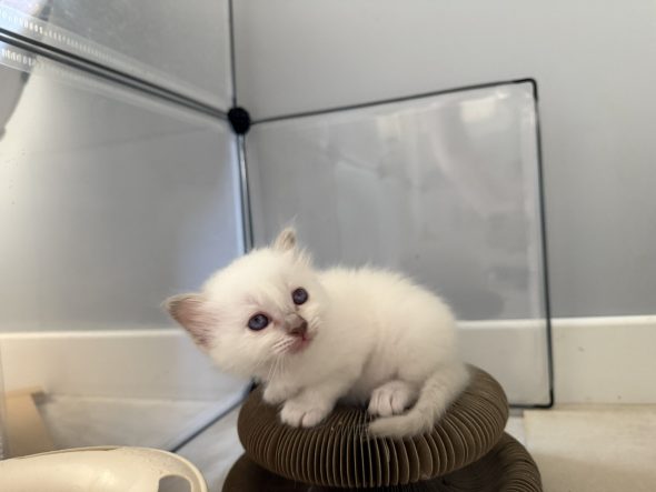 Image de la portée de chaton de l'élévage THOMAS AURELIE