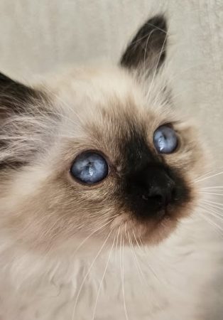 Image de la portée de chaton de l'élévage DES MIAMOURS
